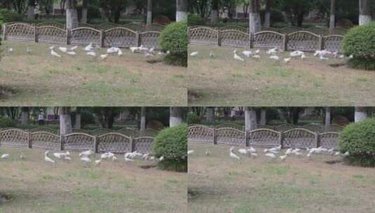 武汉历史名园中山公园里的鸽子高清在线视频素材下载