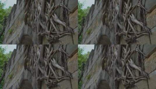 石墙上的树根高清在线视频素材下载