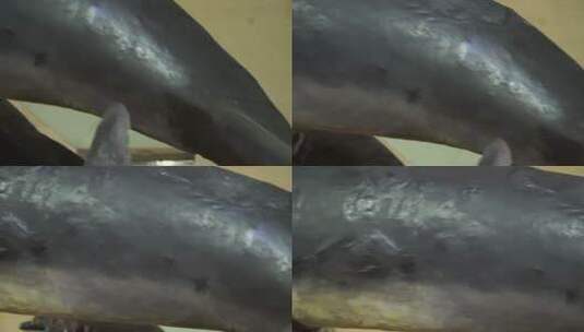 深海鲨鱼鲸鱼海洋生物模型高清在线视频素材下载