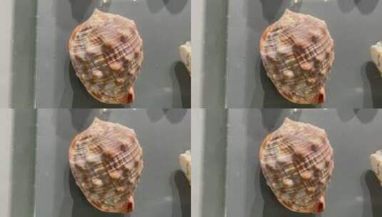 唯美海螺贝壳高清在线视频素材下载