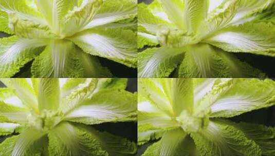 新鲜的绿色大白菜叶旋转。俯视图。高清在线视频素材下载