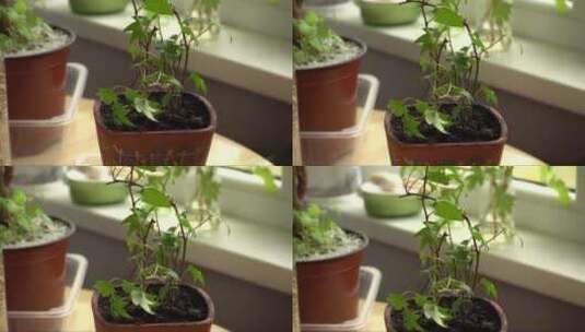 窗台上的盆栽高清在线视频素材下载