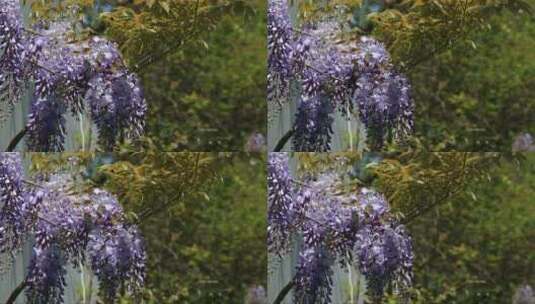 紫色的花在风中摇曳高清在线视频素材下载