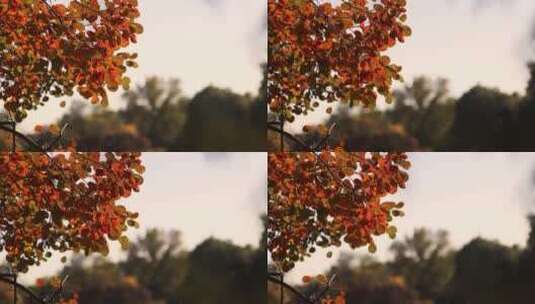 唯美自然阳光下的树叶秋天风景实拍高清在线视频素材下载