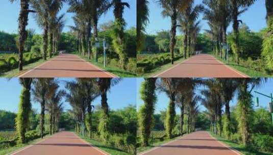 热带植物园林间小路两排树高清在线视频素材下载