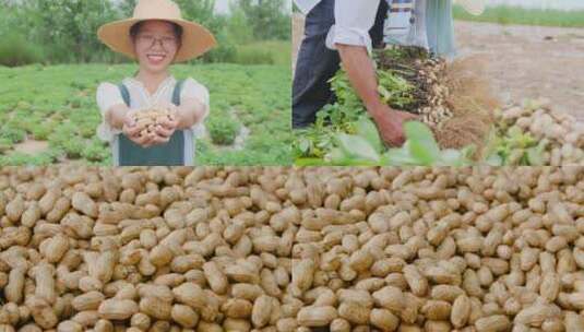 花生种植高清在线视频素材下载