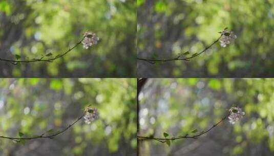 绿荫中的一枝海棠花高清在线视频素材下载