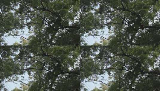 鸟 树中的鸟高清在线视频素材下载