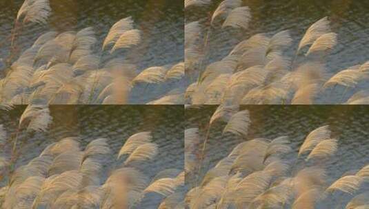 河边柔美的芦苇4K高清在线视频素材下载