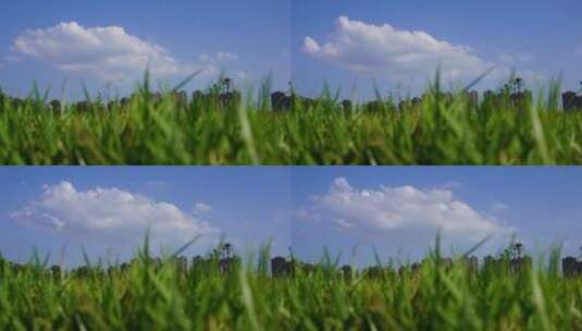 蓝天白云与绿草如茵高清在线视频素材下载