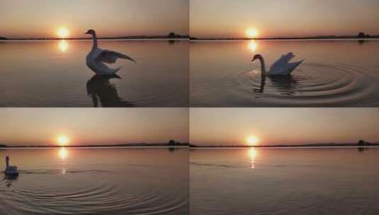 4K夕阳下河里游泳的天鹅高清在线视频素材下载