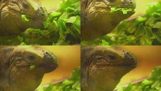 一只蜥蜴在吃蔬菜慢动作高清在线视频素材下载