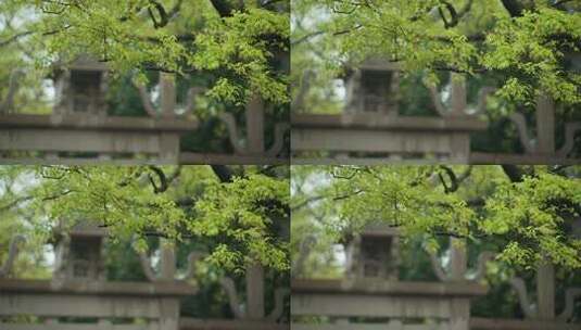 杭州钱王祠春天清明节雨天古建筑自然唯美高清在线视频素材下载