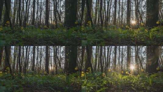 春天阳光穿过森林唯美阳光高清在线视频素材下载