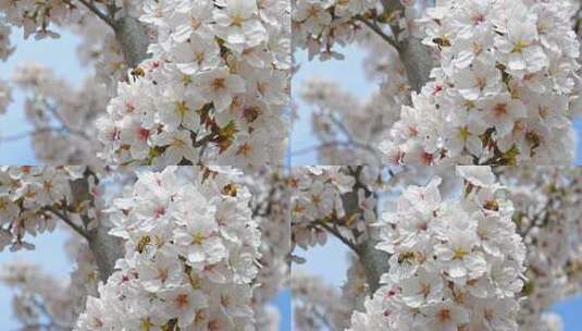 春天蜜蜂在盛开的樱花上采蜜慢镜头高清在线视频素材下载