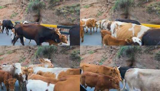 养殖牛肉牛高清在线视频素材下载