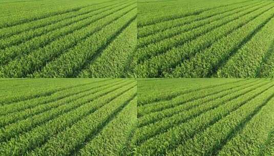万亩水稻稻田农业耕地高清在线视频素材下载