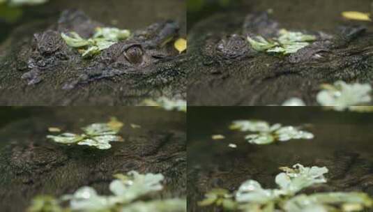 鳄鱼眼神高清在线视频素材下载