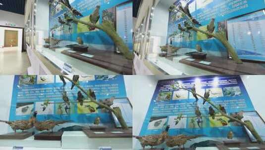 h大连蛇岛自然博物馆鸟类模型高清在线视频素材下载