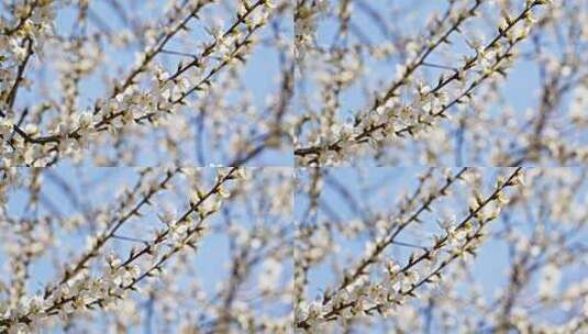 白桃花在风中摇曳高清在线视频素材下载