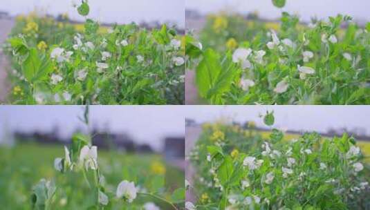 路边田野开花的豌豆苗高清在线视频素材下载