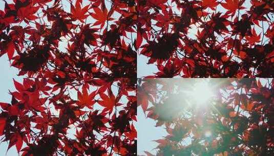 秋天 秋天阳光 秋天枫叶枫树 秋天风景高清在线视频素材下载