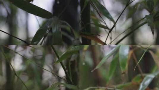 雨后的植物高清在线视频素材下载