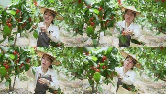 中年女性农民在果园采摘小樱桃高清在线视频素材下载