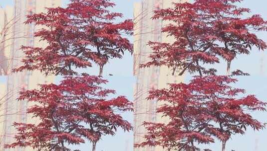 阳光下红枫树紫红鸡爪槭红叶红颜枫树高清在线视频素材下载