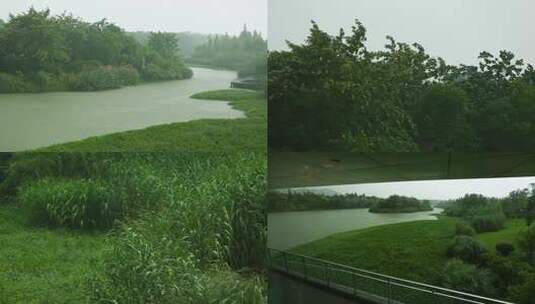 l1西溪生态区细雨高清在线视频素材下载