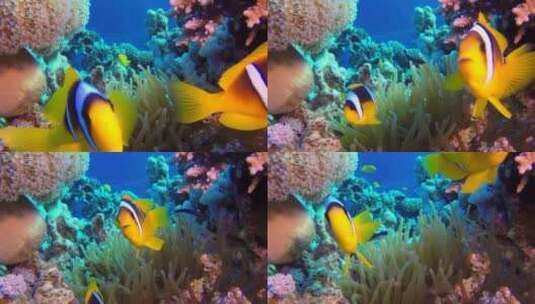美丽的水下小丑鱼和海葵高清在线视频素材下载