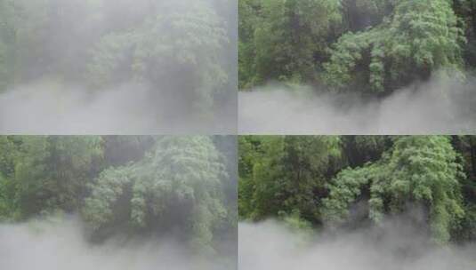 四川邛崃川西竹海风景水雾缭绕高清在线视频素材下载