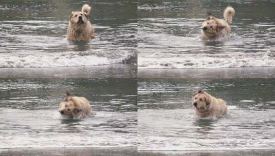 狗在水中摇晃高清在线视频素材下载