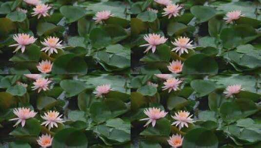隋唐植物园雨中睡莲高清在线视频素材下载