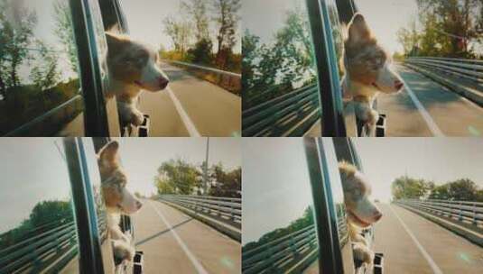 宠物狗从开着的车窗往外看高清在线视频素材下载