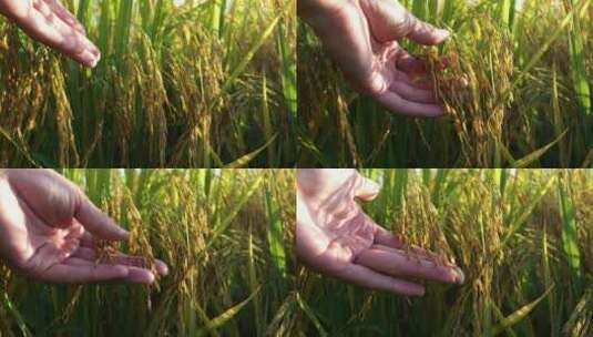 水稻成熟金色的稻子宣传片高清在线视频素材下载