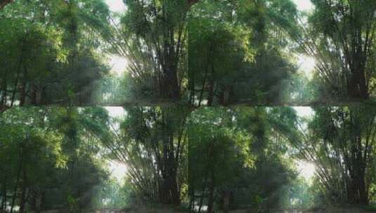 竹林视频素材竹子背景绿色竹叶太阳光斑竹林高清在线视频素材下载
