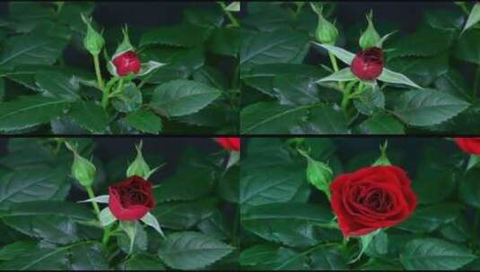 延时花园红色玫瑰花开花春暖花开春天高清在线视频素材下载