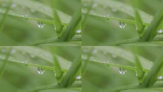 叶子上的露珠水珠雨珠特写高清在线视频素材下载