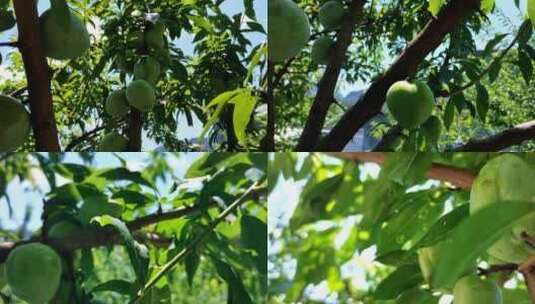 农家茂密李子果树高清在线视频素材下载