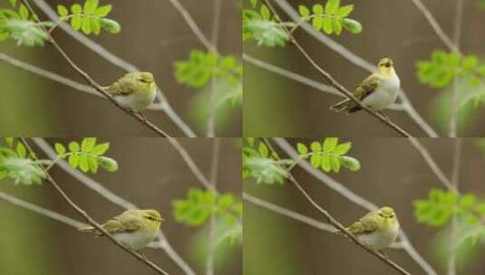 春天来了，鸟儿在翠枝上张望鸣叫高清在线视频素材下载