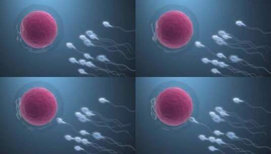 精子细胞和卵子细胞的结合高清在线视频素材下载