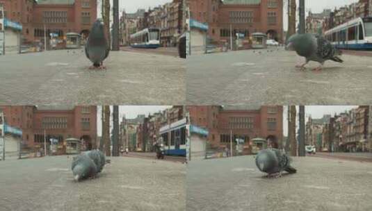 荷兰阿姆斯特丹，石鸽在人行道上啄食，有轨电车和汽车在路上行驶高清在线视频素材下载