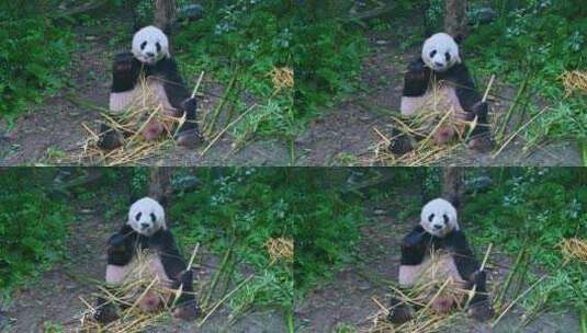 四川成都大熊猫繁殖基地里可爱的国宝大熊猫高清在线视频素材下载