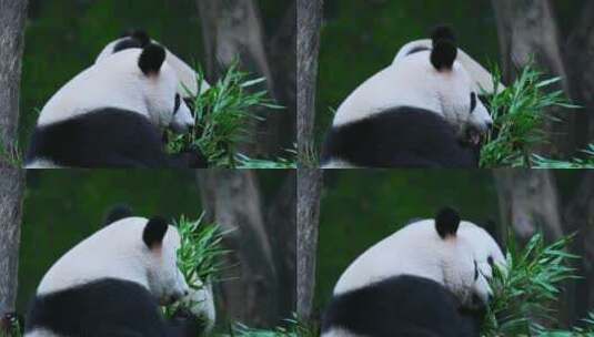 多只熊猫吃竹子高清在线视频素材下载