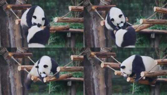 大熊猫趴软梯高清在线视频素材下载