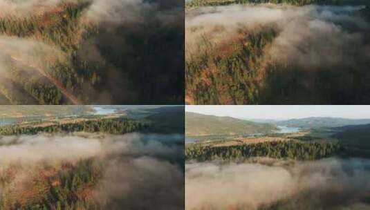 云雾森林景观高清在线视频素材下载