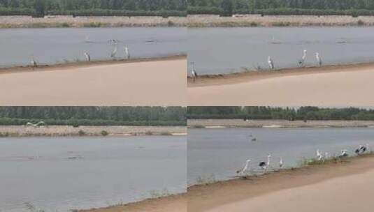 黄河河道内的水鸟灰鹭高清在线视频素材下载