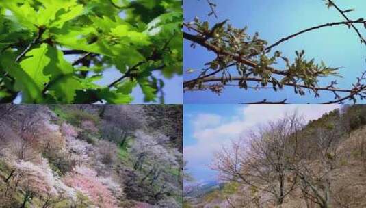 大自然植物生长复苏高清在线视频素材下载