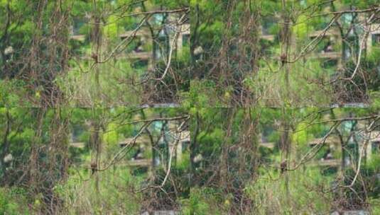 鸟-斑鸠飞翔高清在线视频素材下载